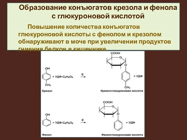 Образование конъюгатов крезола и фенола с глюкуроновой кислотой Повышение количества конъюгатов