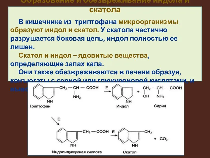 Образование и обезвреживание индола и скатола В кишечнике из триптофана микроорганизмы