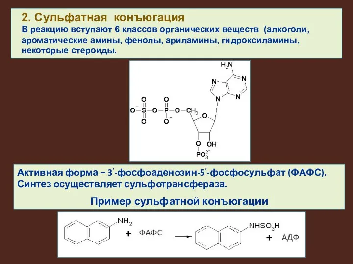 Активная форма – 3‘-фосфоаденозин-5‘-фосфосульфат (ФАФС). Синтез осуществляет сульфотрансфераза. Пример сульфатной конъюгации