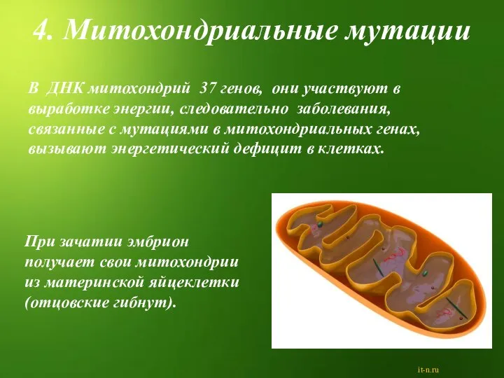 В ДНК митохондрий 37 генов, они участвуют в выработке энергии, следовательно