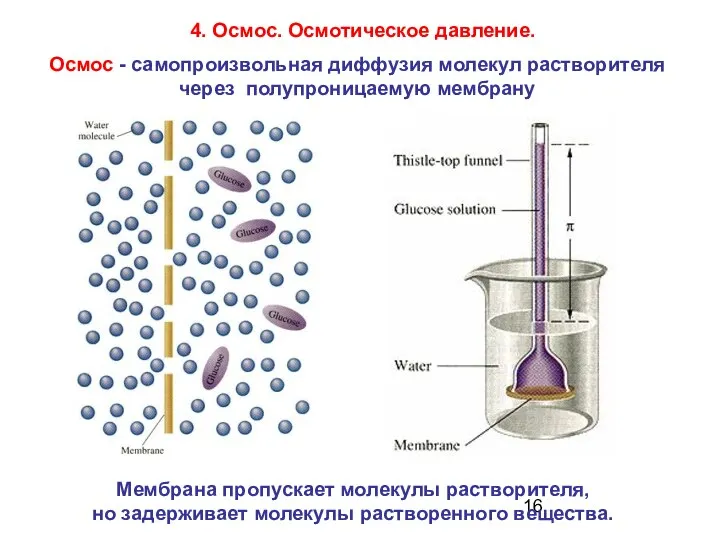 4. Осмос. Осмотическое давление. Осмос - самопроизвольная диффузия молекул растворителя через