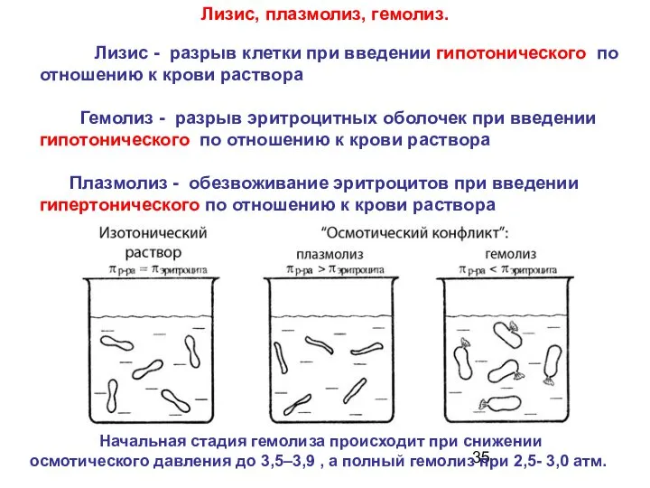 Лизис, плазмолиз, гемолиз. Лизис - разрыв клетки при введении гипотонического по