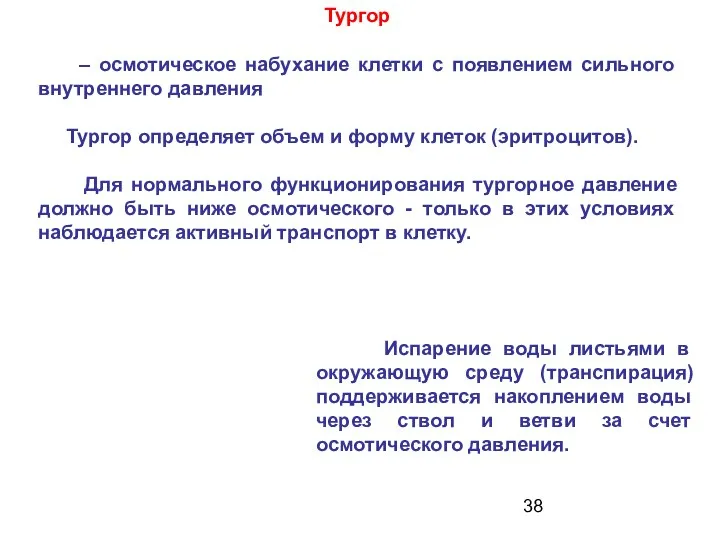 Тургор – осмотическое набухание клетки с появлением сильного внутреннего давления Тургор