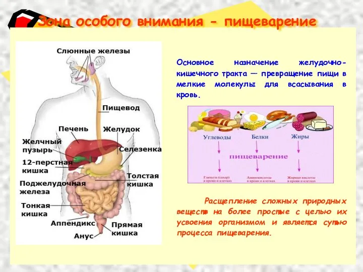 Зона особого внимания - пищеварение Основное назначение желудочно-кишечного тракта — превращение