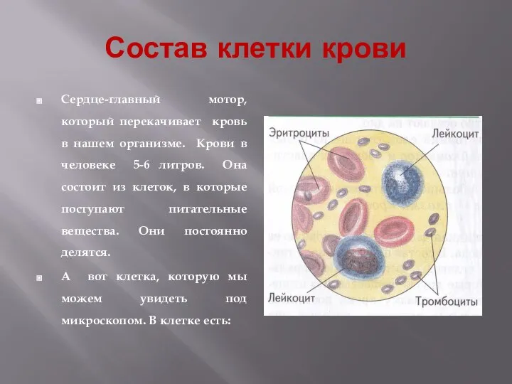 Состав клетки крови Сердце-главный мотор, который перекачивает кровь в нашем организме.