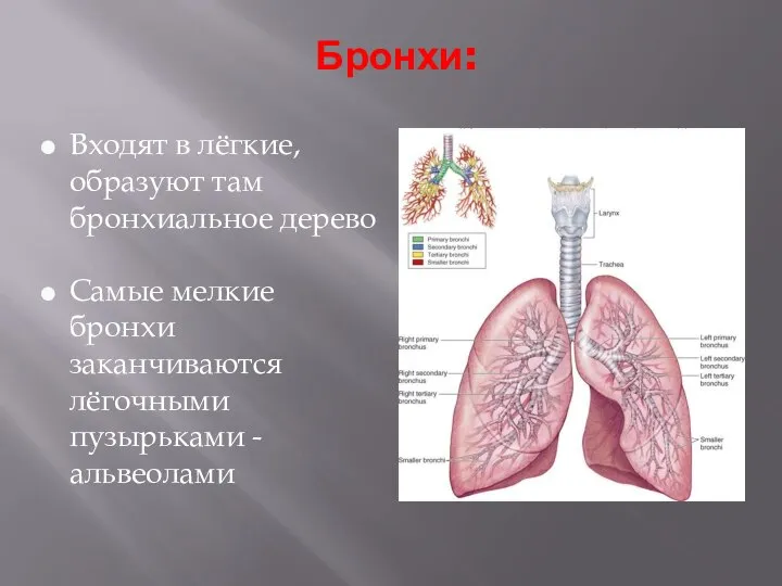 Бронхи: Входят в лёгкие, образуют там бронхиальное дерево Самые мелкие бронхи заканчиваются лёгочными пузырьками - альвеолами