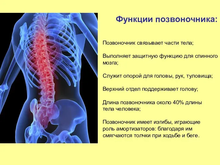 Позвоночник связывает части тела; Выполняет защитную функцию для спинного мозга; Служит