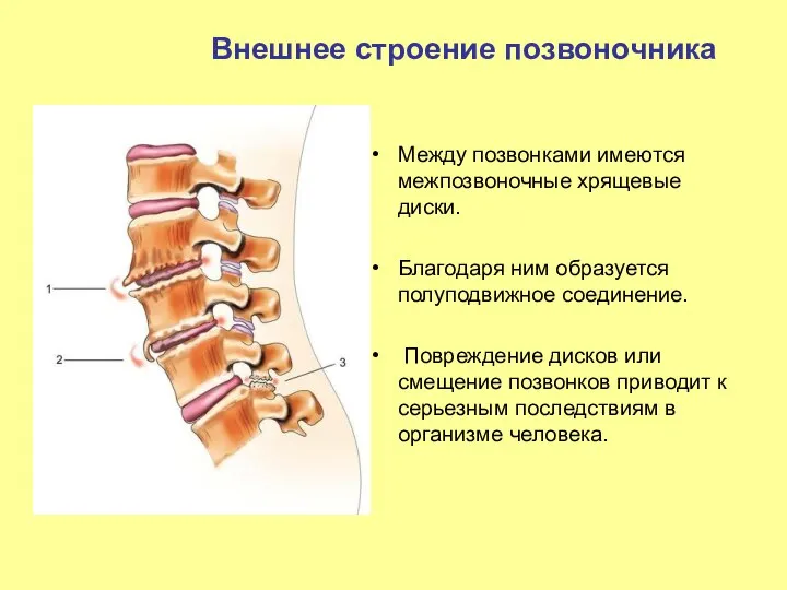 Между позвонками имеются межпозвоночные хрящевые диски. Благодаря ним образуется полуподвижное соединение.