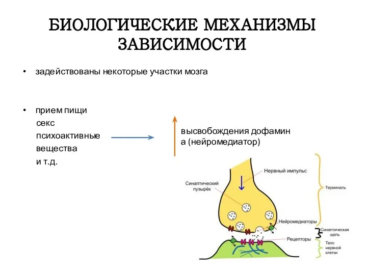 БИОЛОГИЧЕСКИЕ МЕХАНИЗМЫ ЗАВИСИМОСТИ задействованы некоторые участки мозга прием пищи секс психоактивные