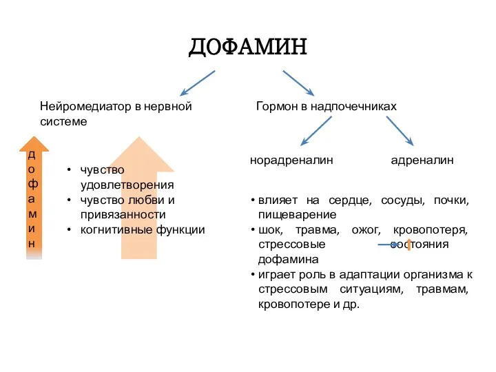 ДОФАМИН Нейромедиатор в нервной системе Гормон в надпочечниках норадреналин адреналин чувство