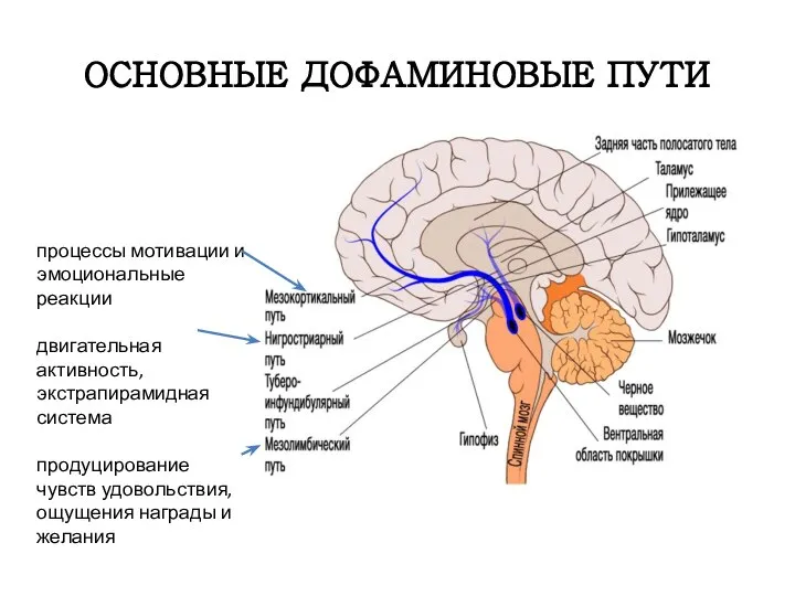 ОСНОВНЫЕ ДОФАМИНОВЫЕ ПУТИ процессы мотивации и эмоциональные реакции двигательная активность, экстрапирамидная