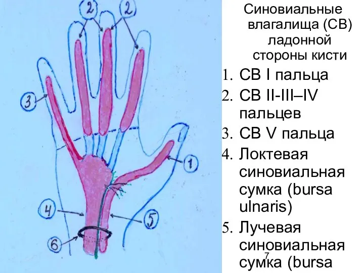 Синовиальные влагалища (СВ) ладонной стороны кисти СВ I пальца СВ II-III–IV