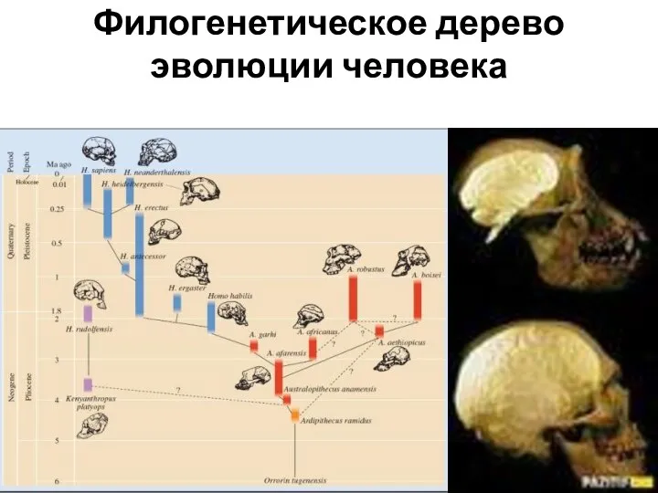 Филогенетическое дерево эволюции человека