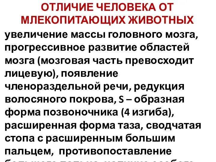 ОТЛИЧИЕ ЧЕЛОВЕКА ОТ МЛЕКОПИТАЮЩИХ ЖИВОТНЫХ увеличение массы головного мозга, прогрессивное развитие