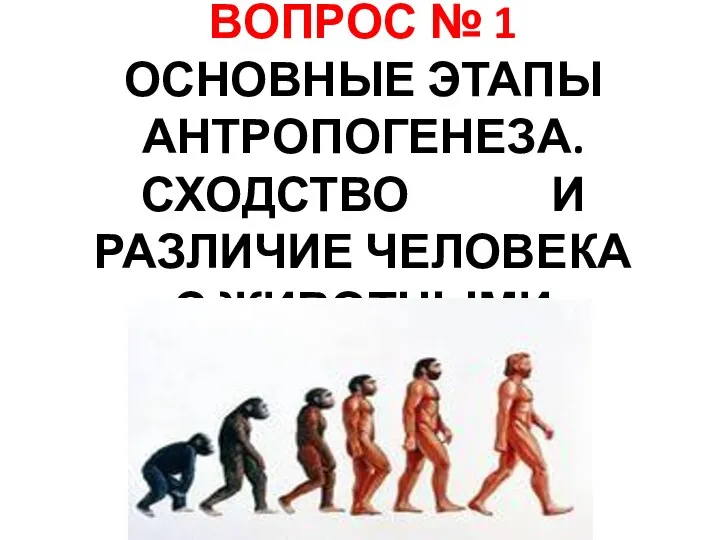 ВОПРОС № 1 ОСНОВНЫЕ ЭТАПЫ АНТРОПОГЕНЕЗА.СХОДСТВО И РАЗЛИЧИЕ ЧЕЛОВЕКА С ЖИВОТНЫМИ