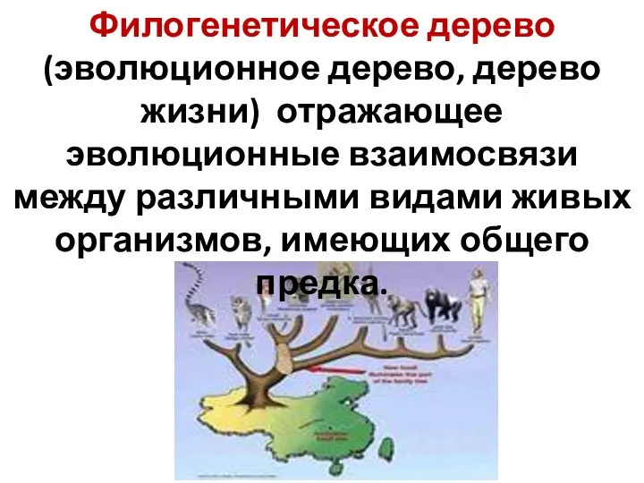 Филогенетическое дерево (эволюционное дерево, дерево жизни) отражающее эволюционные взаимосвязи между различными