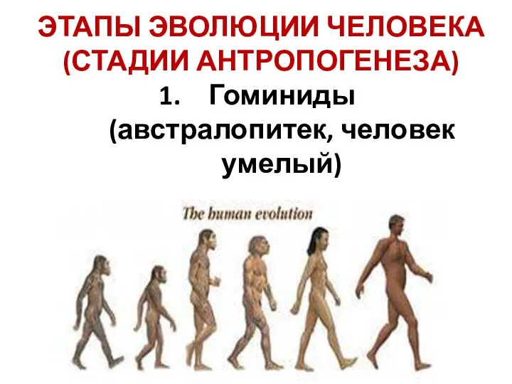 ЭТАПЫ ЭВОЛЮЦИИ ЧЕЛОВЕКА (СТАДИИ АНТРОПОГЕНЕЗА) Гоминиды (австралопитек, человек умелый)