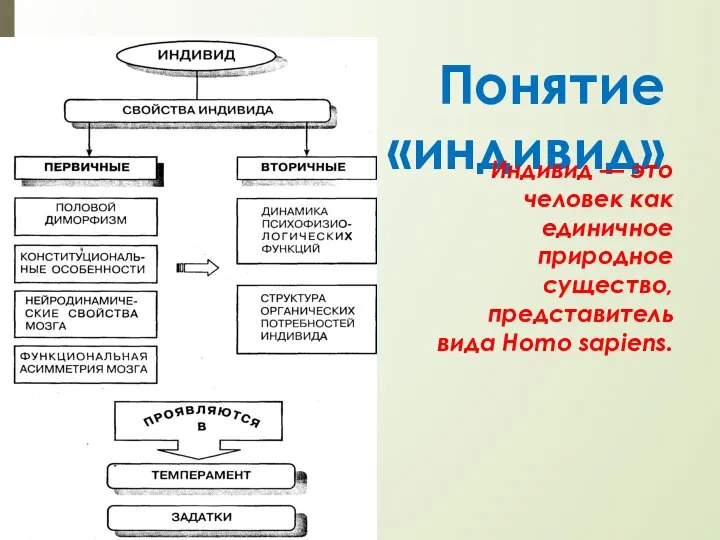 Понятие «индивид» Индивид — это человек как единичное природное существо, представитель вида Homo sapiens.