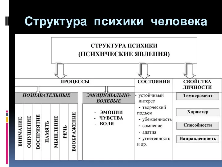 Структура психики человека