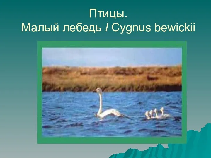 Птицы. Малый лебедь I Cygnus bewickii