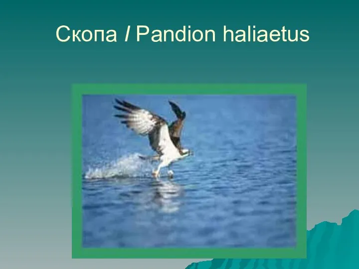 Скопа I Pandion haliaetus