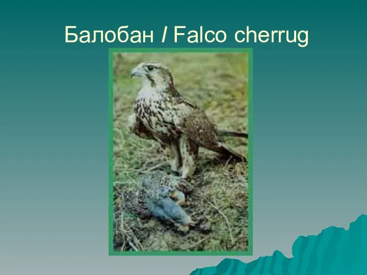 Балобан I Falco cherrug