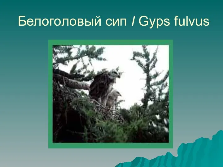 Белоголовый сип I Gyps fulvus