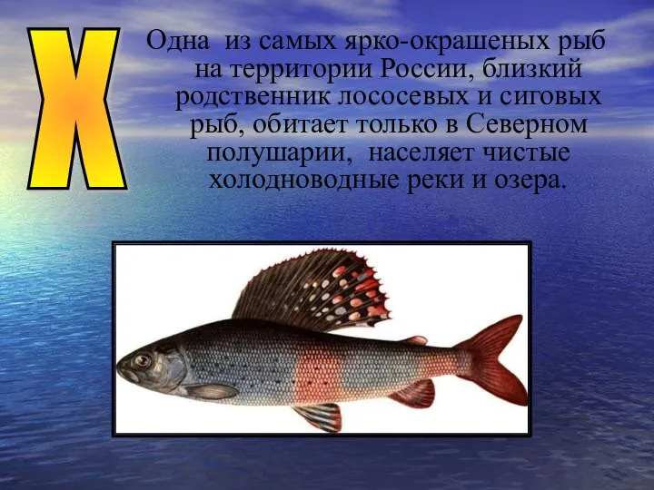 Х Одна из самых ярко-окрашеных рыб на территории России, близкий родственник