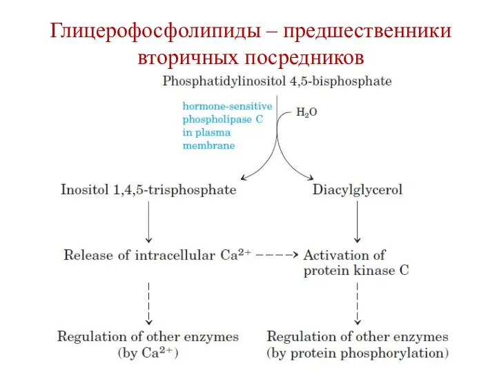 Глицерофосфолипиды – предшественники вторичных посредников