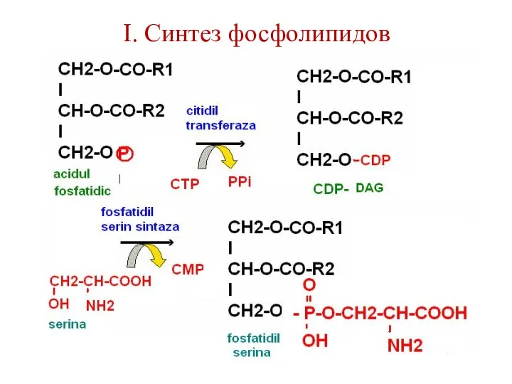 I. Синтез фосфолипидов