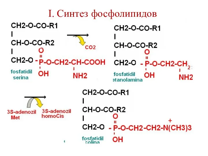 I. Синтез фосфолипидов +