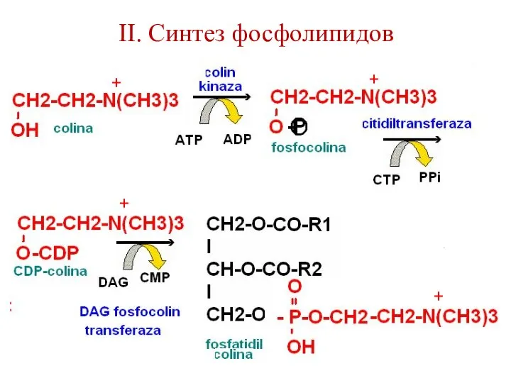 II. Синтез фосфолипидов + + + +