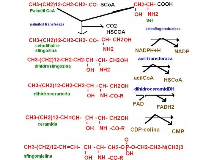 Синтез сфинголипидов
