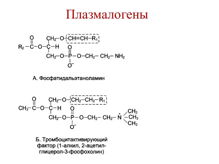 Плазмалогены