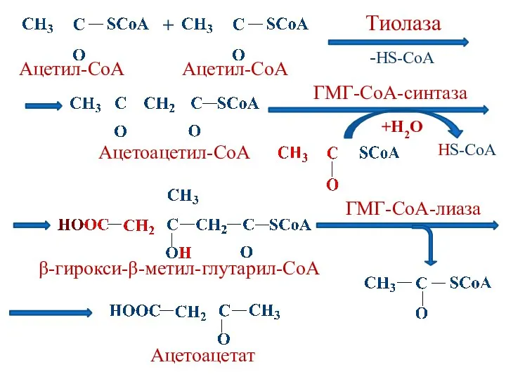 + Ацетил-СоА Ацетил-СоА Тиолаза Ацетоацетил-СоА -HS-CoA HS-CoA +H2O β-гирокси-β-метил-глутарил-СоА Ацетоацетат ГМГ-СоА-синтаза ГМГ-СоА-лиаза