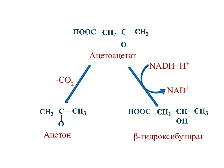 Ацетоацетат Ацетон -CO2 NADH+H+ β-гидроксибутират NAD+