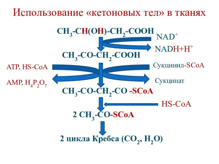 Использование «кетоновых тел» в тканях СН3-СН(ОН)-СН2-СООН СН3-СО-СН2-СООН СН3-СО-СН2-СО -SCoA 2 СН3-СО-SCoA