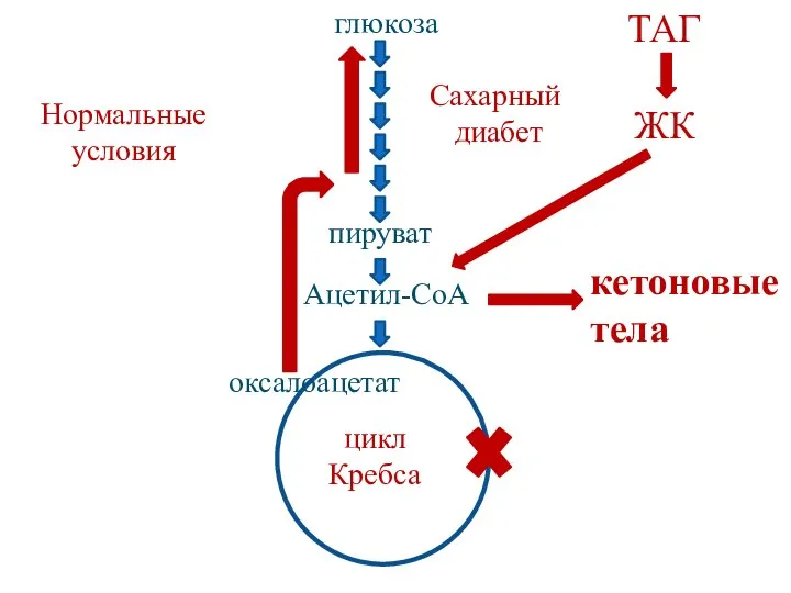 глюкоза пируват Ацетил-СоА оксалоацетат ТАГ ЖК кетоновые тела цикл Кребса Нормальные условия Сахарный диабет