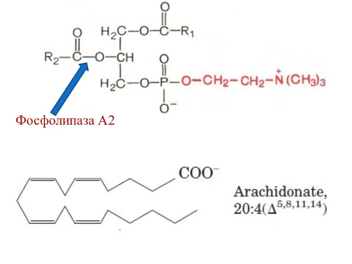 Фосфолипаза А2