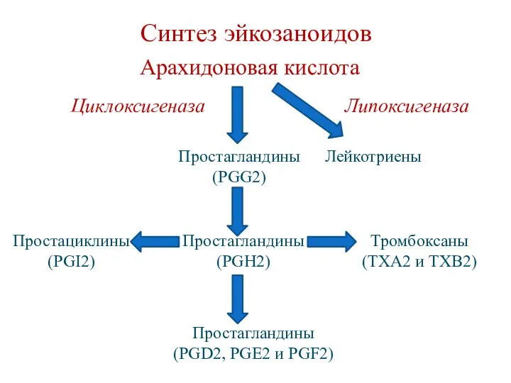 Синтез эйкозаноидов Арахидоновая кислота Липоксигеназа Циклоксигеназа Простагландины (PGG2) Простагландины (PGH2) Тромбоксаны