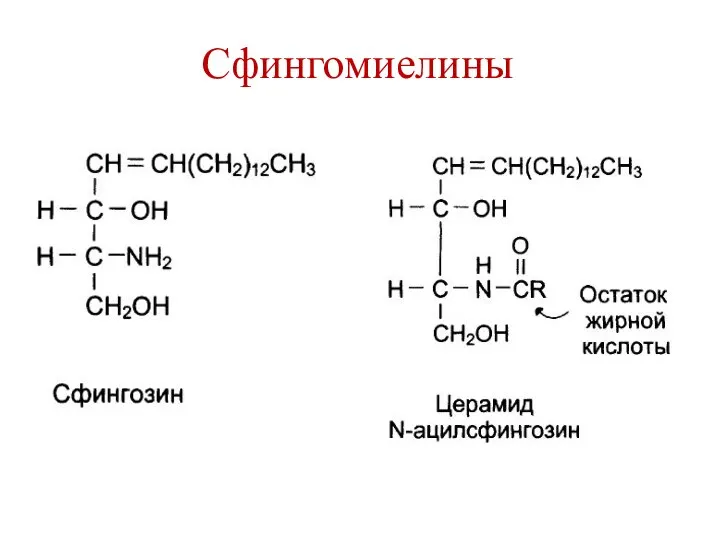 Сфингомиелины