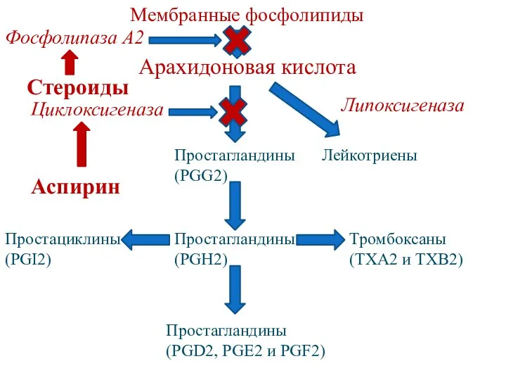 Арахидоновая кислота Липоксигеназа Циклоксигеназа Простагландины (PGG2) Простагландины (PGH2) Тромбоксаны (ТХА2 и