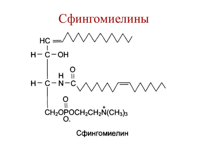 Сфингомиелины