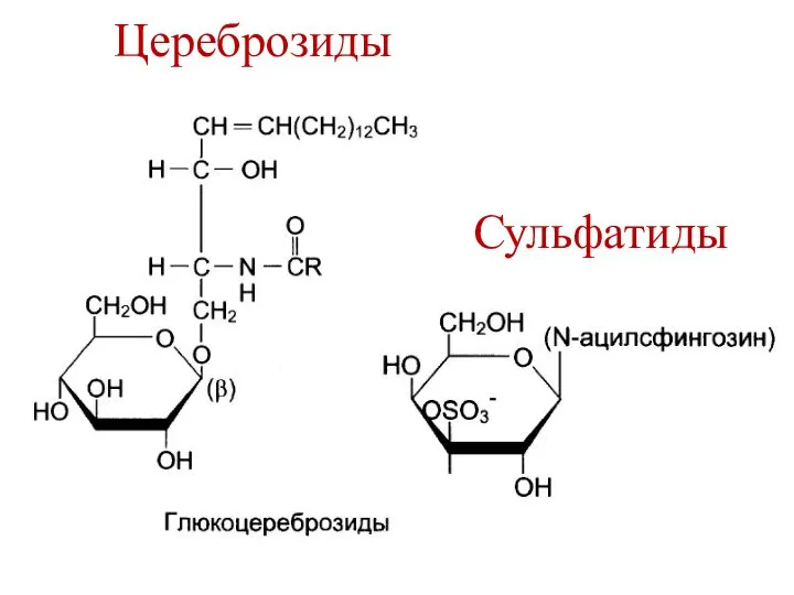 Цереброзиды Сульфатиды