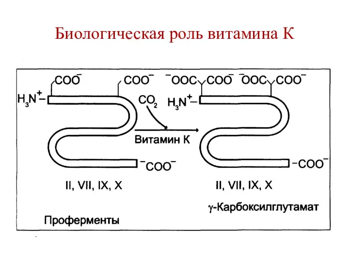 Биологическая роль витамина К