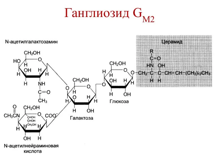 Ганглиозид GM2