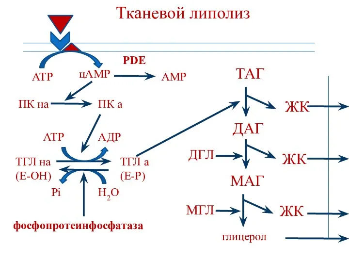 Тканевой липолиз АТР цАМР ПК на ПК а ТГЛ на (Е-ОН)