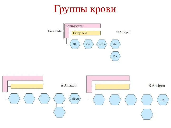 Группы крови