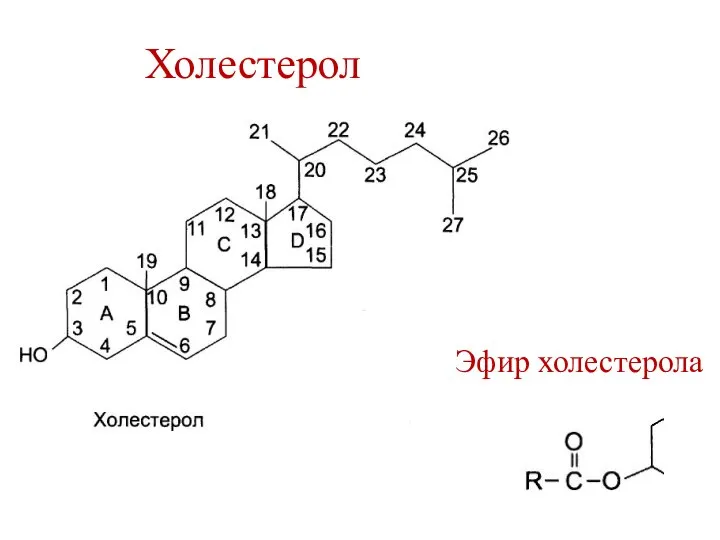 Холестерол Эфир холестерола