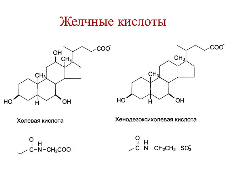 Желчные кислоты